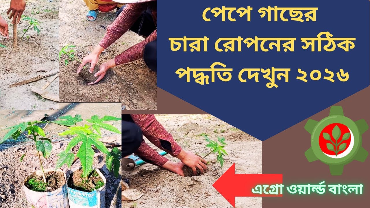 পেঁপে গাছের চারা রোপণের সঠিক নিয়ম | Papaya Farming Bangla | Agro World Bangla