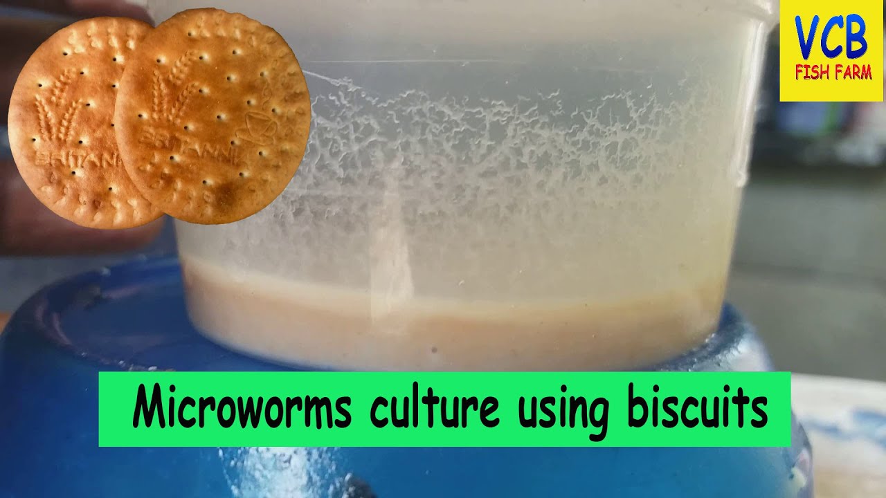 How to create a microworm culture using marie biscuits in Tamil