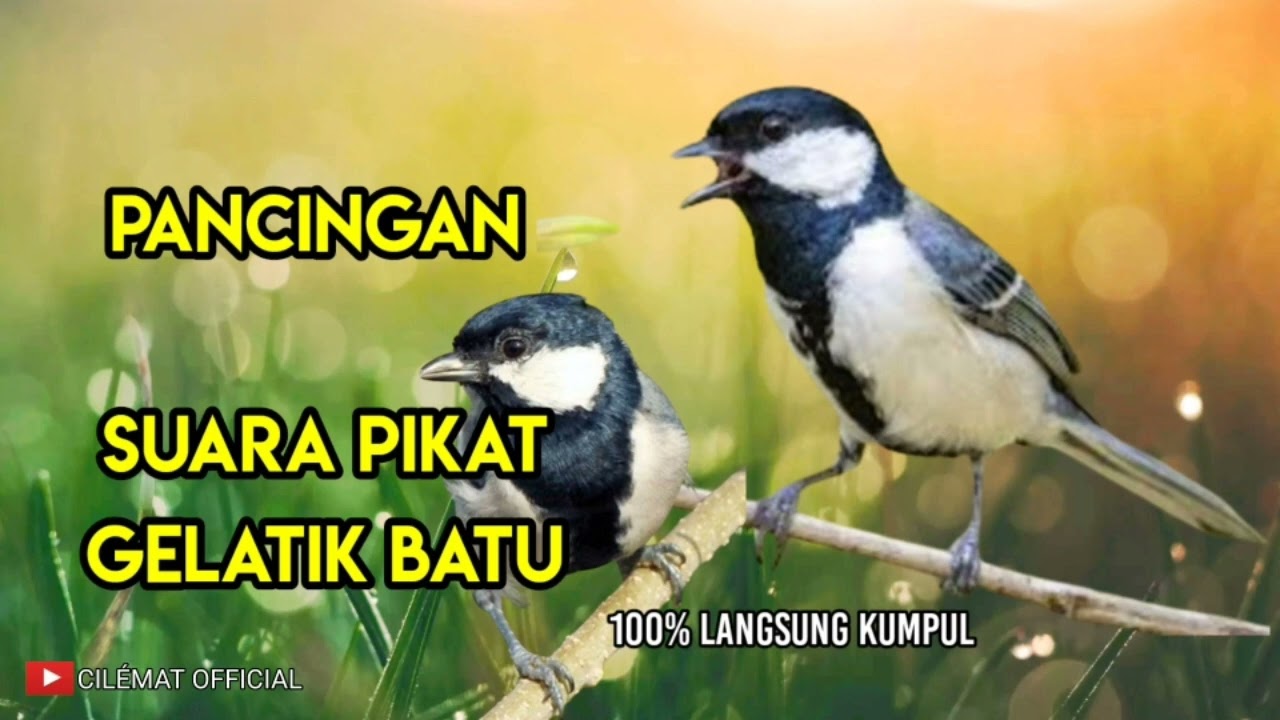 SUARA PIKAT BURUNG GELATIK BANTU ANTI ZONK || PANCINGAN GELATIK LIAR.