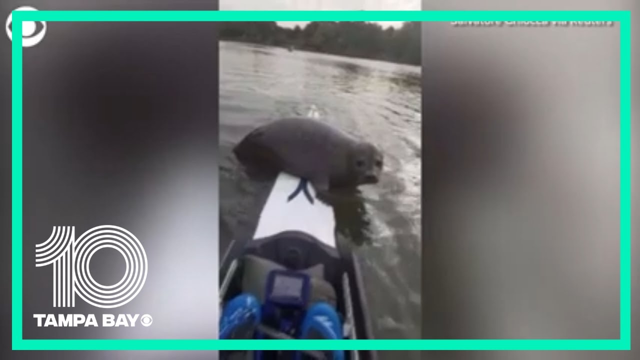 Watch this seal catch a ride on a boat in London