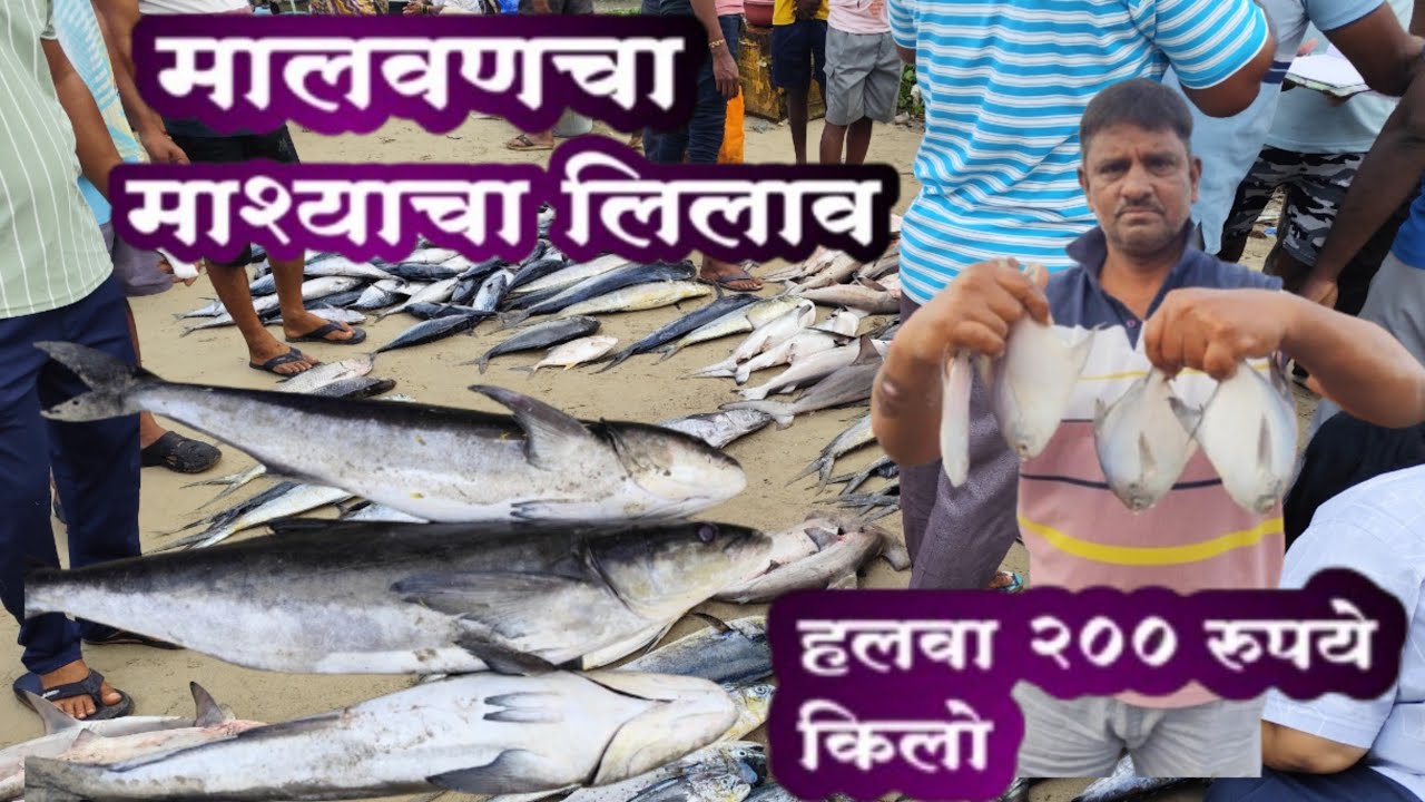 गणपतीनंतरचा मालवणचा माश्याचा लिलाव,15किलोचा मोडूसा कटिंग,हलवा 250 रुपये किलो @TatyanchaMalvan 