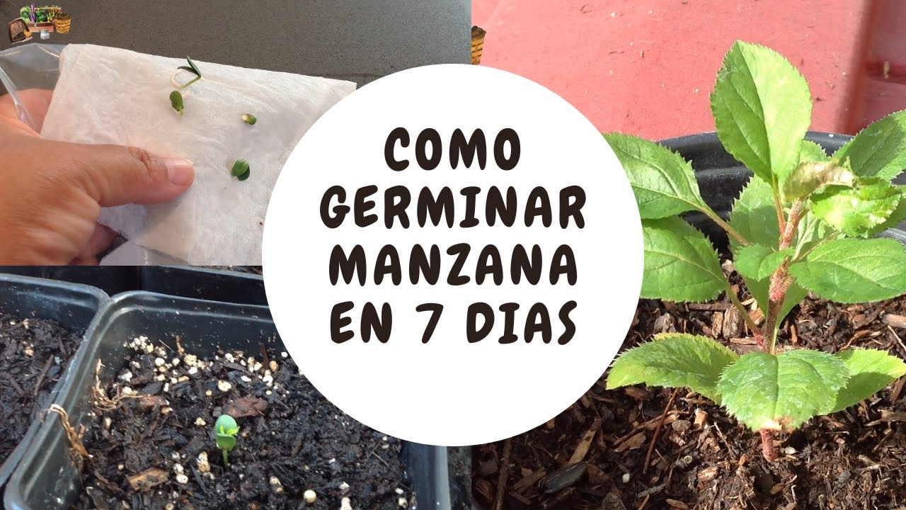 COMO GERMINARA SEMILLAS DE MANZANA EN 7 DIAS