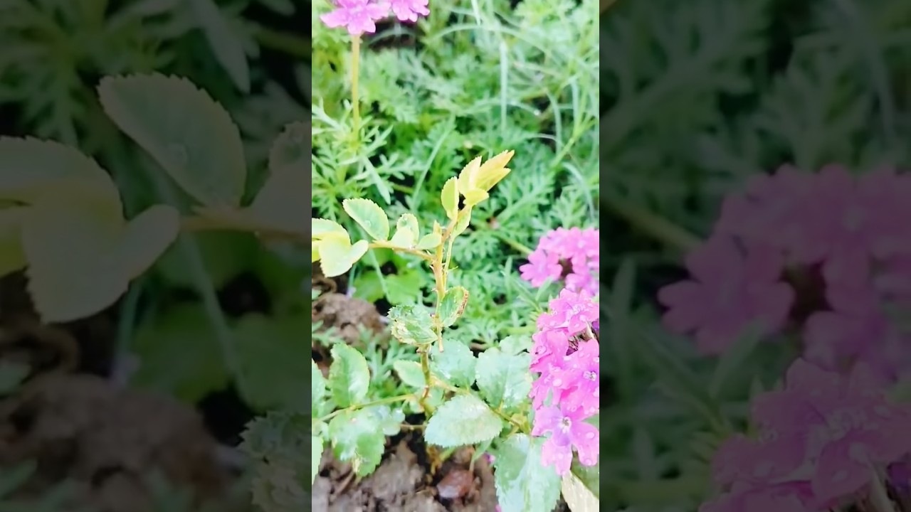 hybrid baby rose plant update after repoting.. #trending #ytshorts #rose #reel