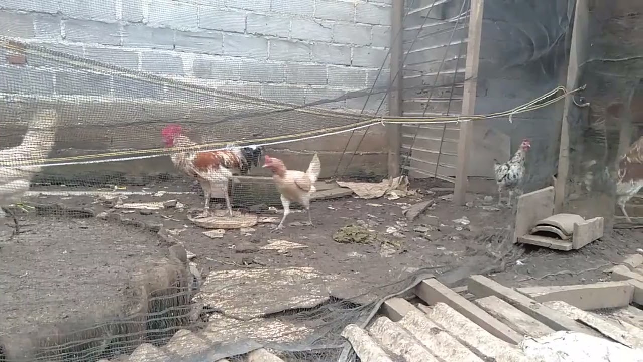 ayam ketawa greteh