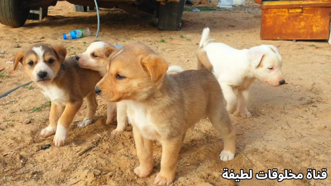 جراوه كلاب صغار يلعبون مع امهم 🐕❤ - قناة مخلوقات لطيفة