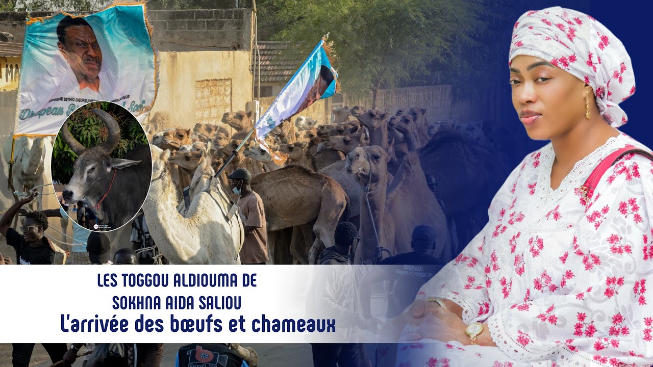 LES TOGGOU ALDIOUMA DE SOKHNA AIDA SALIOU THIOUNE L’ARRIVÉE DES BŒUFS ET CHAMEAUX 