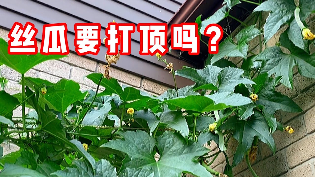 丝瓜打顶吗？如何打顶，在什么情况下打顶？