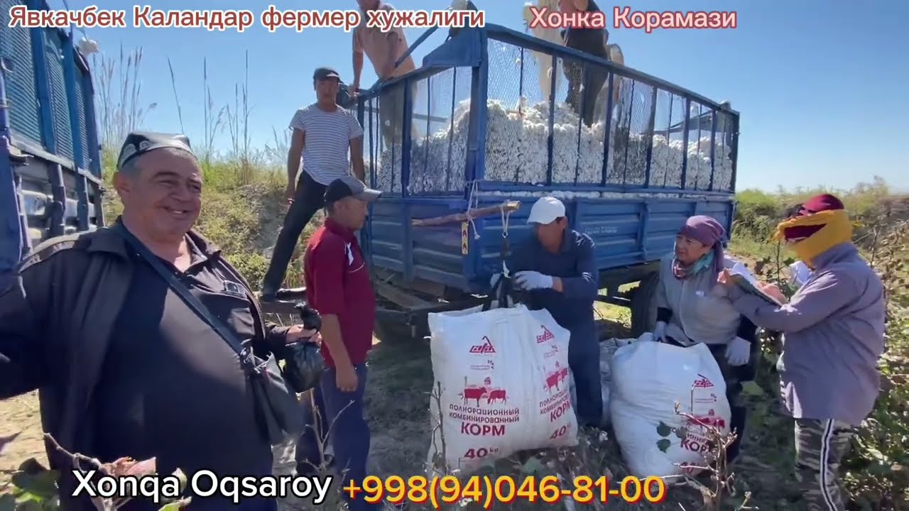Paxta yig’im terimi 2023.