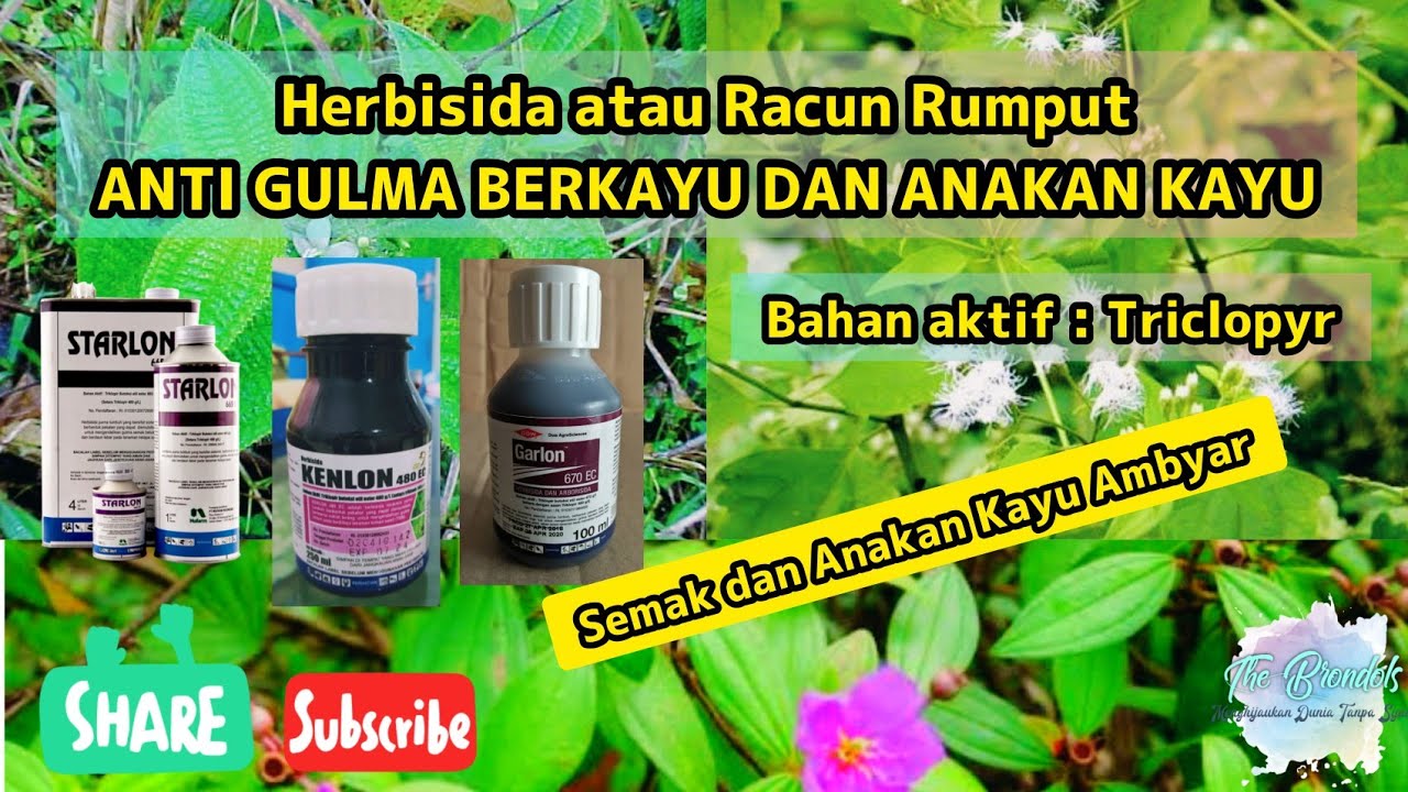 Herbisida atau Racun Rumput Anti Gulma Berkayu Atau Anak Kayu