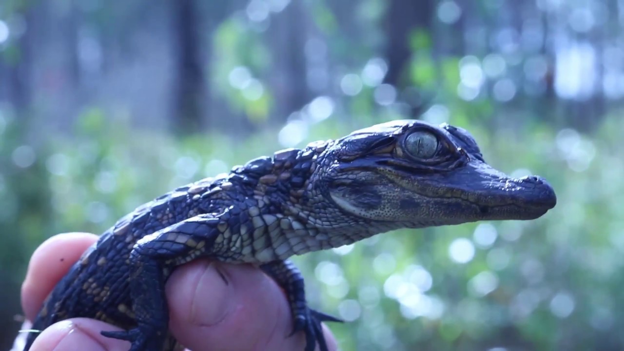 Uncovering mysteries of the American alligator