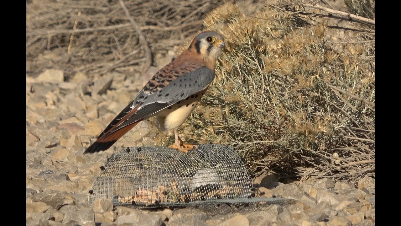 Falconry: Trapping kestrels with a Bal chatri trap