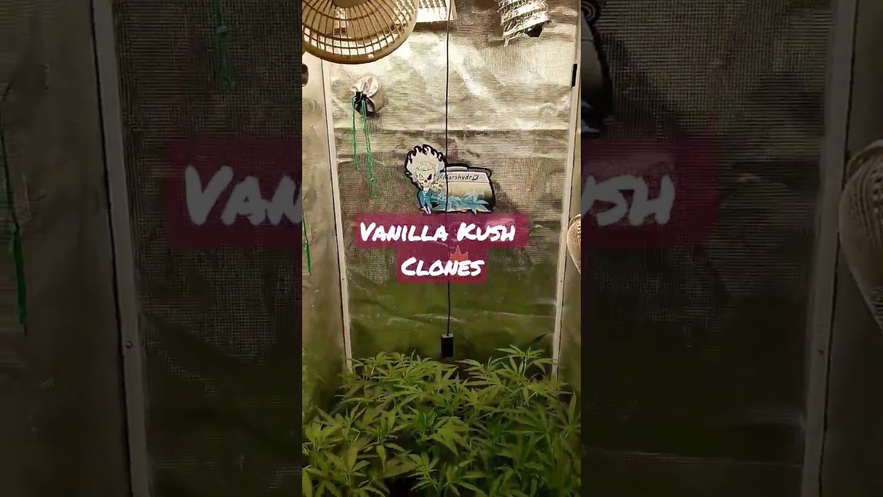 Vanilla Kush clones are filling out nicely under two  #marshydrots1000 lights in the 2.3x2.3x5.3ft