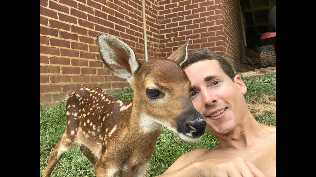 Baby deer (fawn) Comes for a Visit