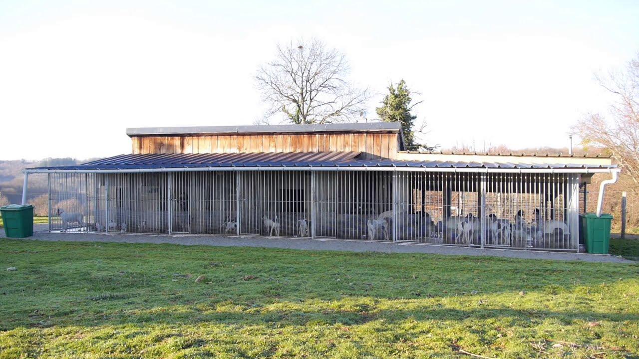 Habitat des chiens à l'élevage