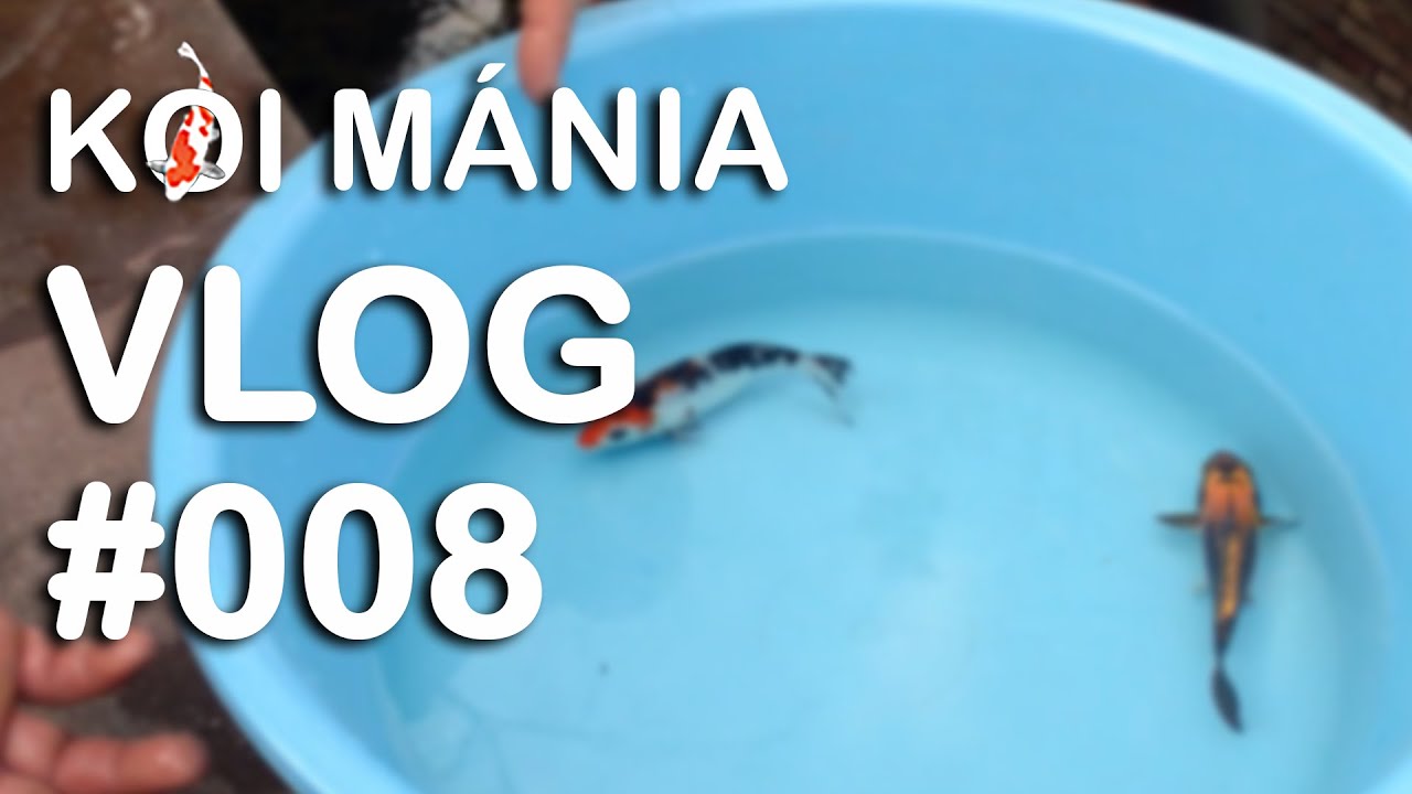Koi Mánia VLOG#008 - Őszi tólátogatások 2