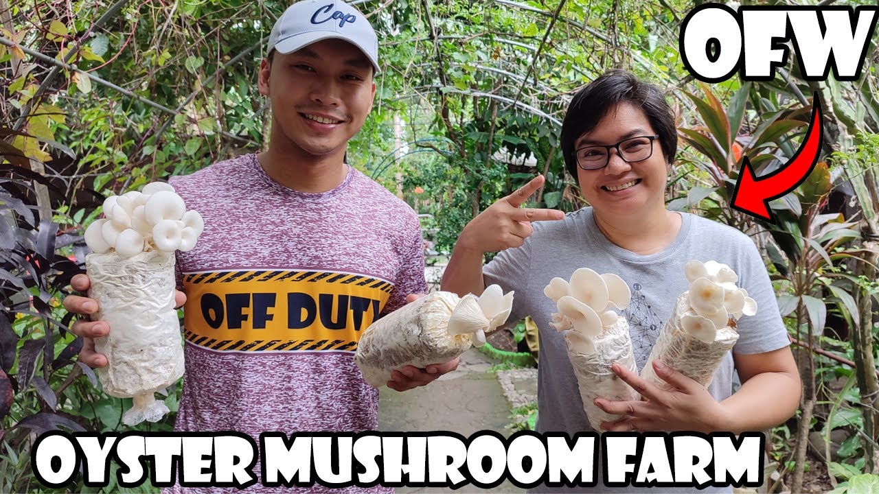 19,000 Pesos na Puhunan ng OFW sa Oyster Mushroom Farming, Lumago