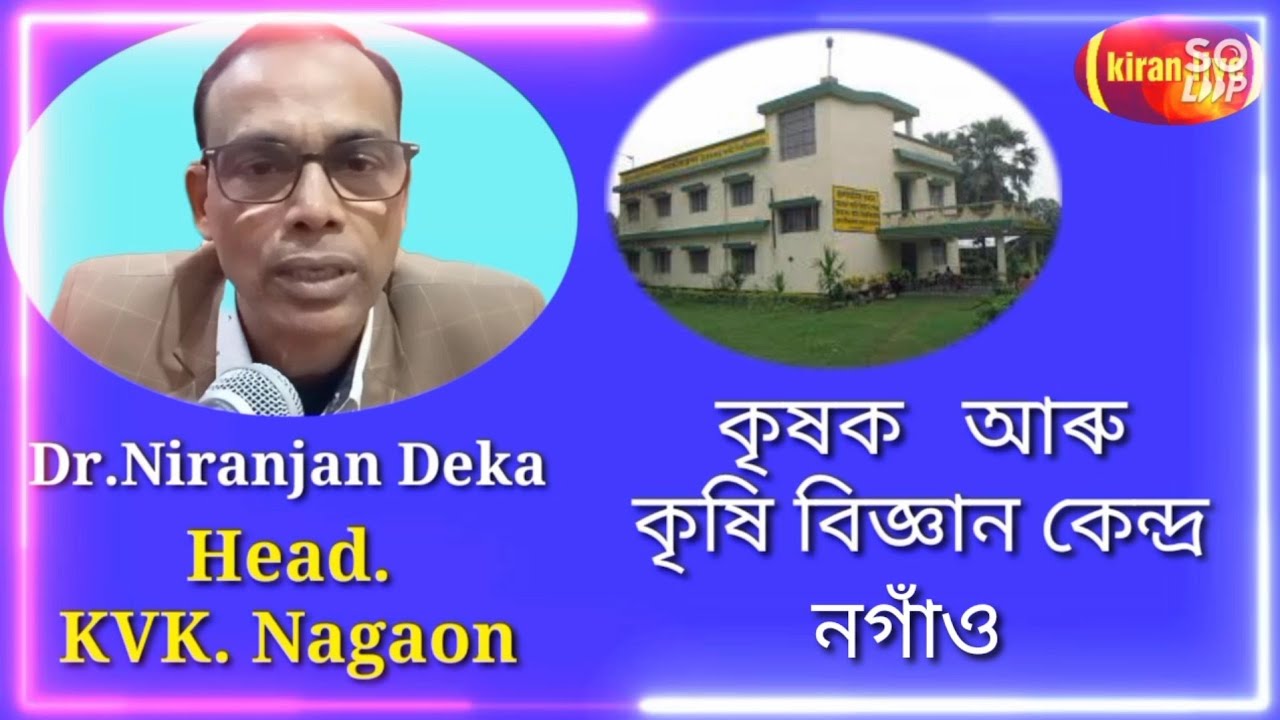 KVK NAGAON //কৃষক আৰু কৃষি বিজ্ঞান কেন্দ্ৰ নগাঁও //@kiran live