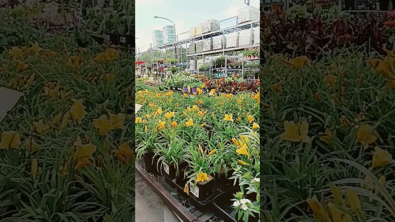 SAVE MONEY ON YOUR OUTDOOR FLOWERS TIP 🤑🤑🤑🤑