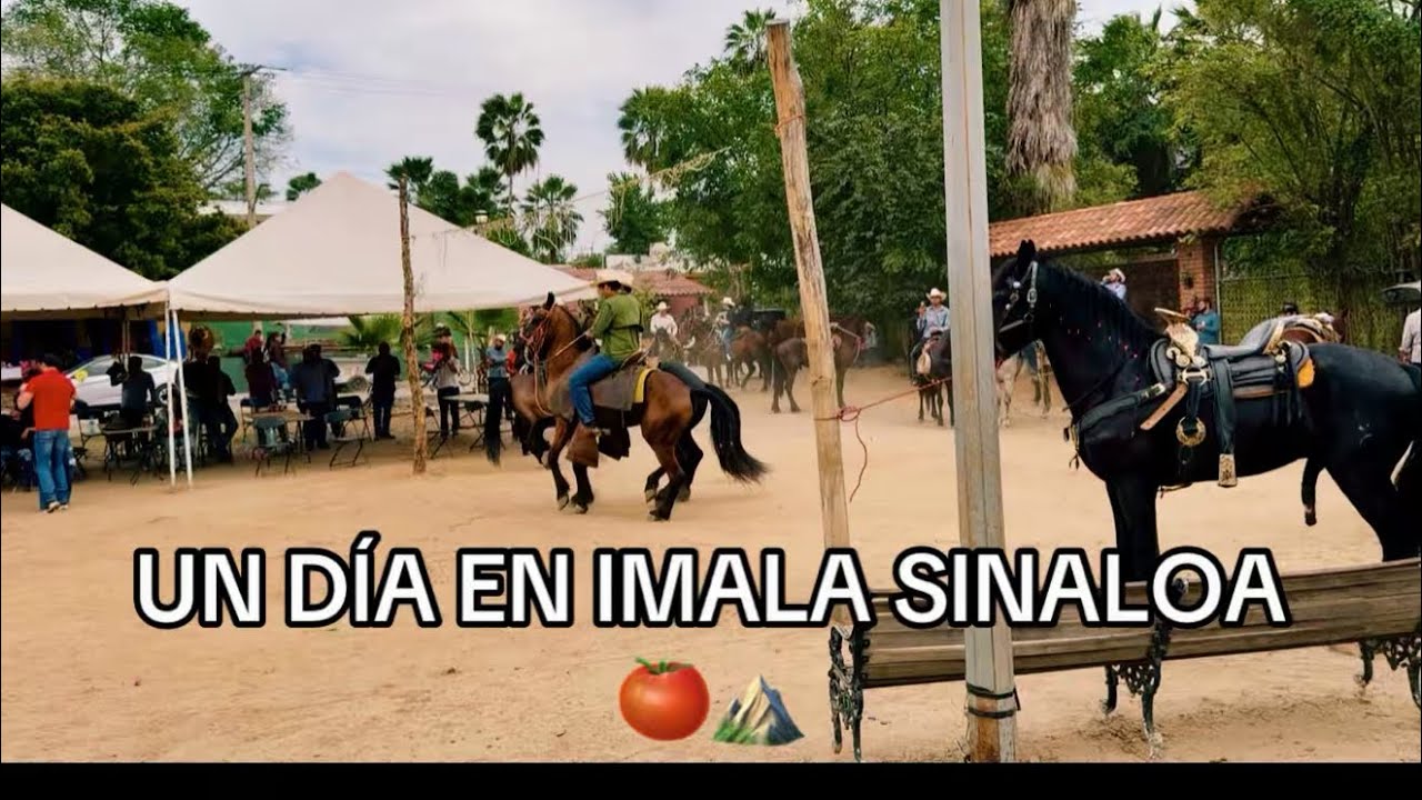ASÍ ES UN DÍA EN IMALA SINALOA 🍅⛰️