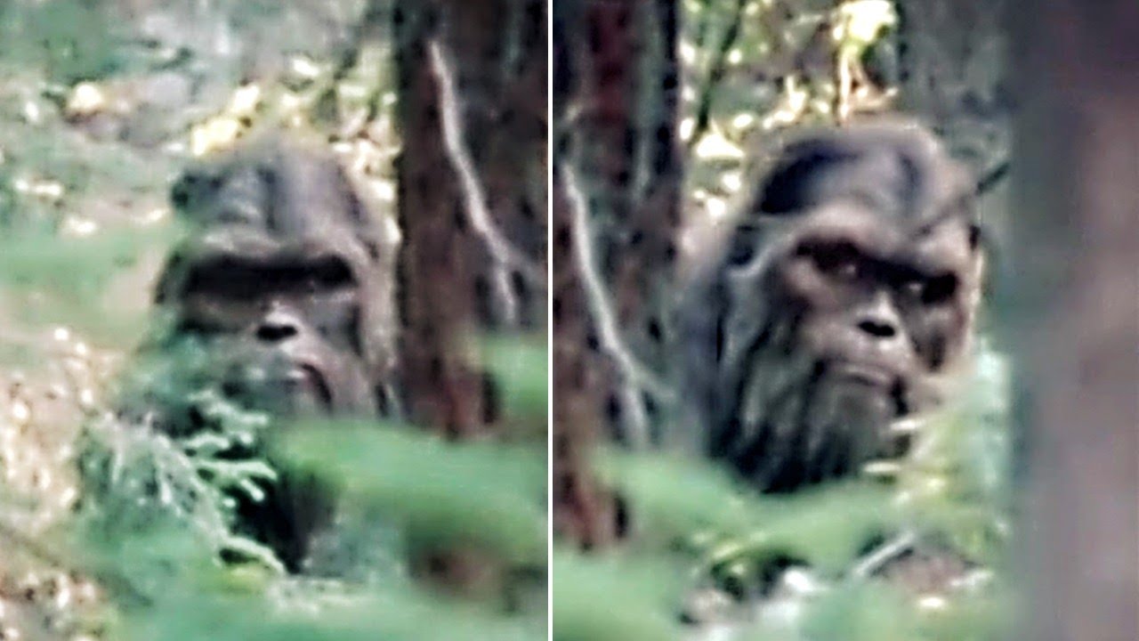 This Man Just Released The Clearest Video Of A Bigfoot Ever Taken..