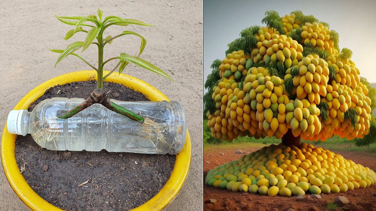 Wow Mango Tree Grow Fast