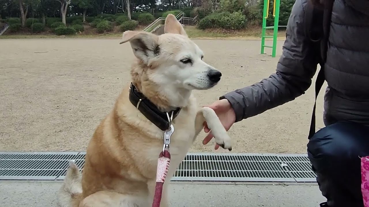 雨ニモマケズ　公園散歩　20260318am