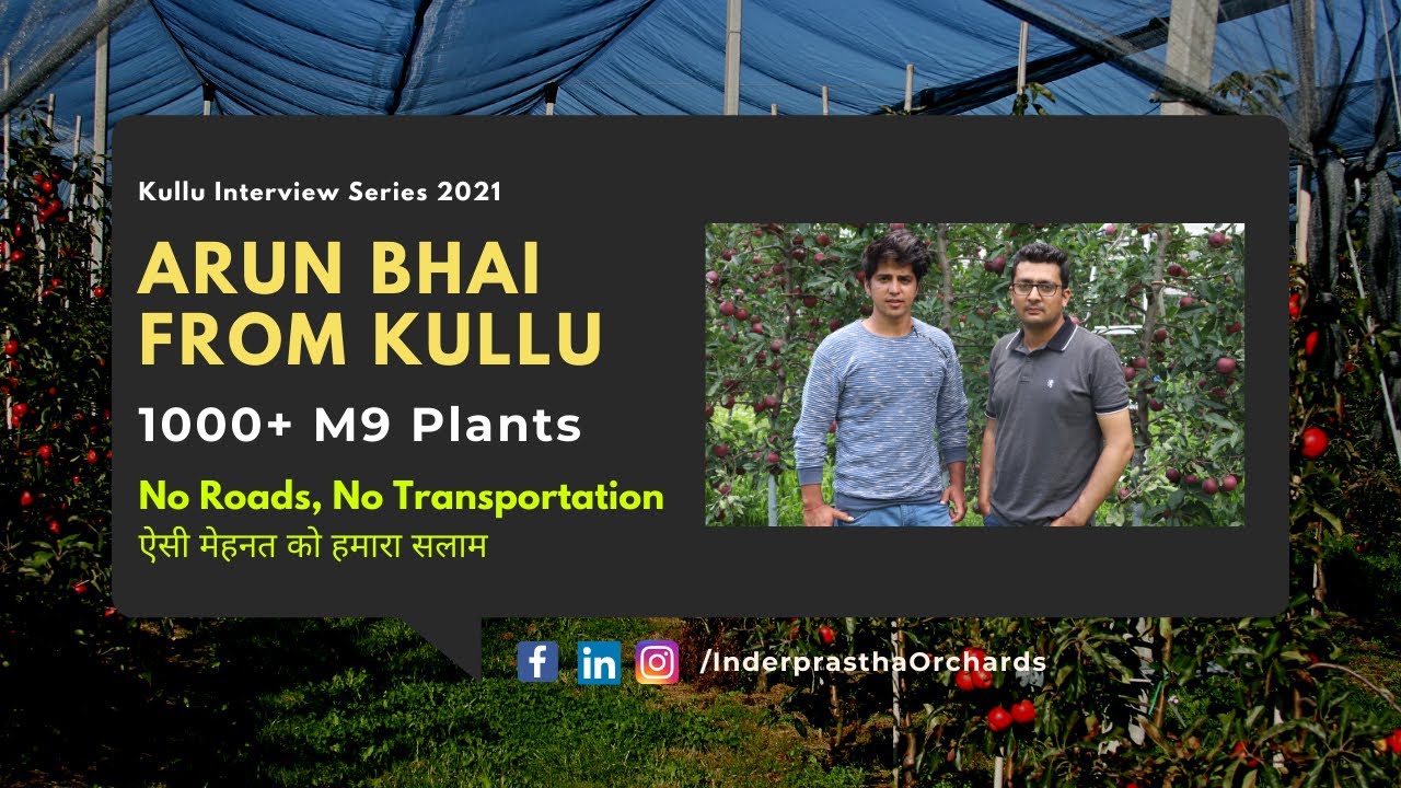 1000+ M9 Plants in Kullu | No Roads No Transportation | ऐसी मेहनत को हमारा सलाम |