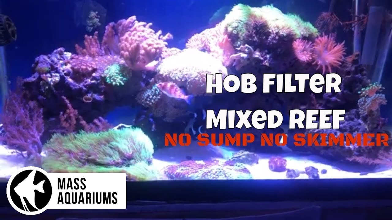 40 Gallon Mixed Reef Tank: HOB Filter ONLY/ NO SUMP/NO SKIMMER