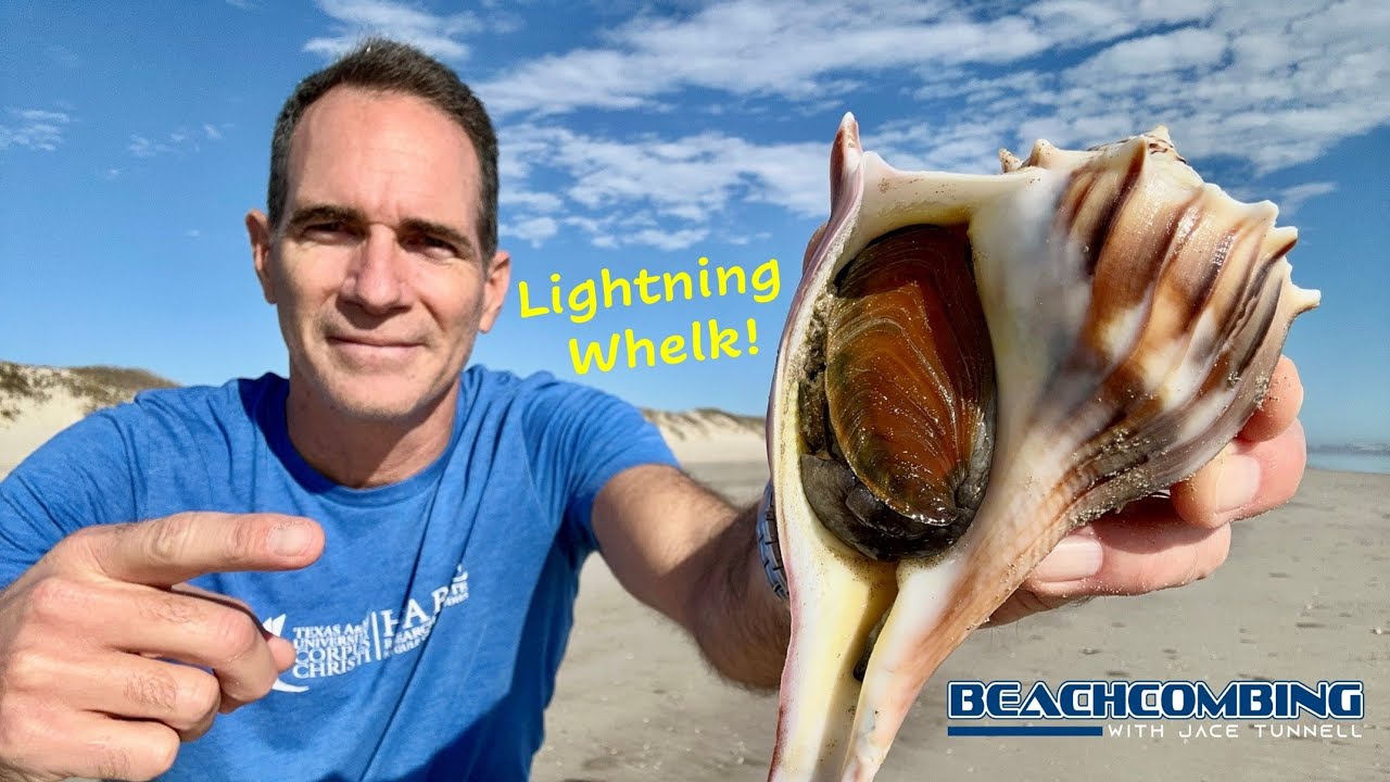 Beachcombing - Lightning Whelk