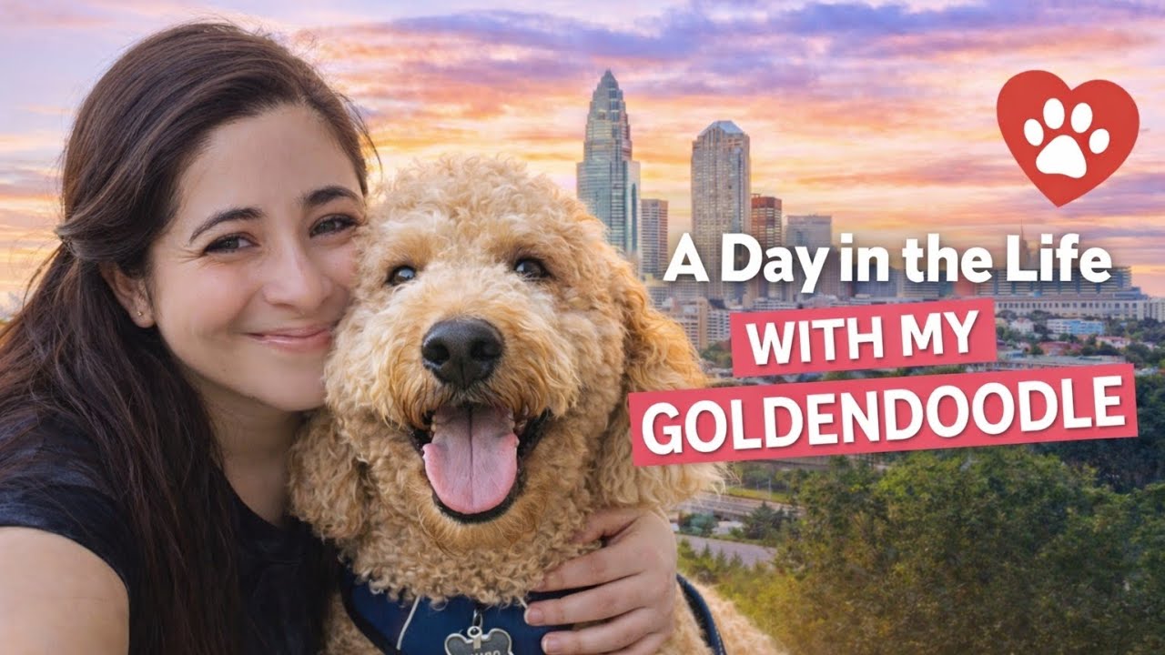 How I Spend My day with 55 lb Velcro Goldendoodle 🧸