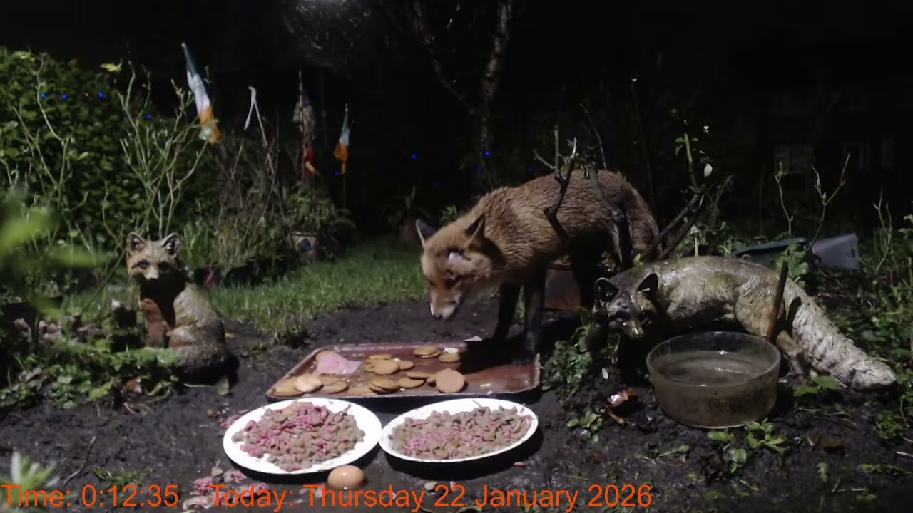Foxheaven Dublin Ireland Livestream