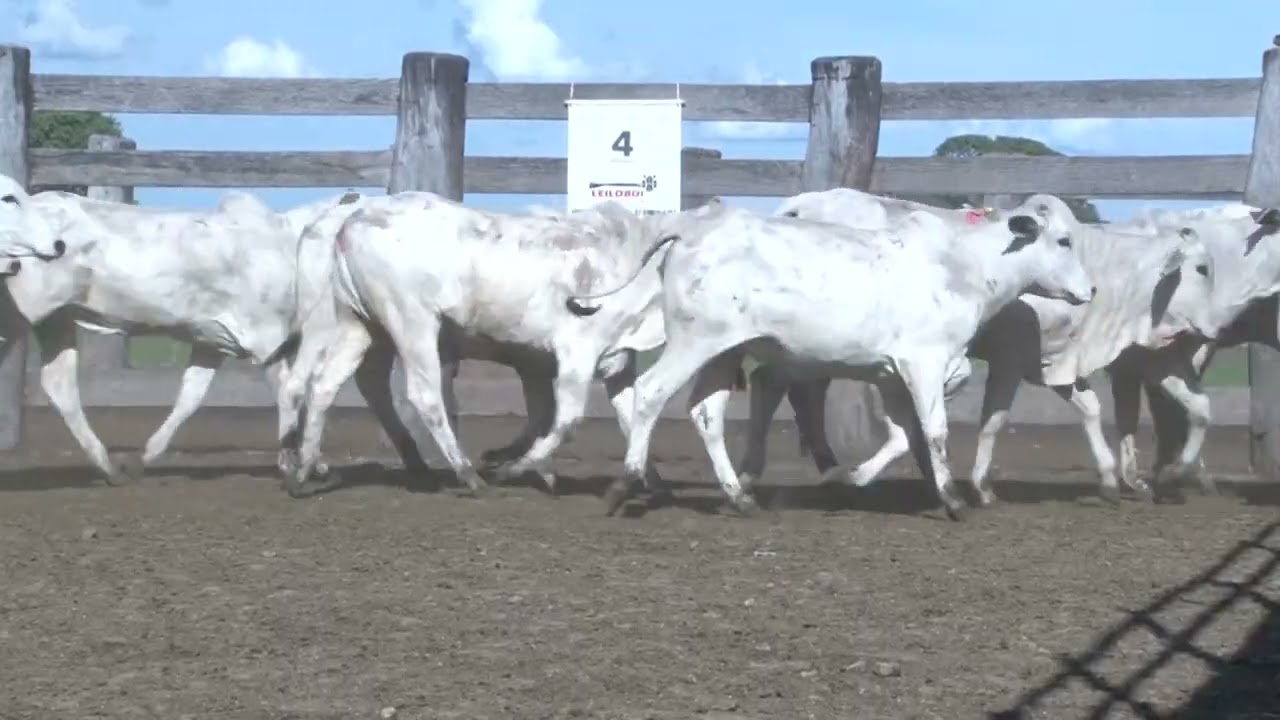 LOTE 04 - 75 FEMEAS NEL. 20/24M 293KG - 80 KM MIRANDA/MS - SENTIDO CORUMBÁ