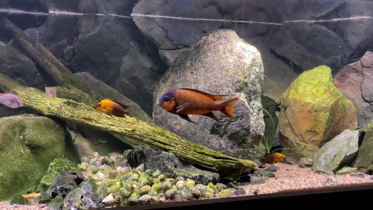 Petrochromis sp. Red (Lyamembe)