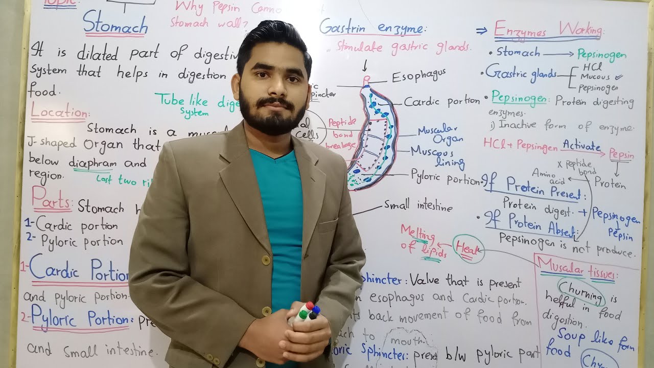 Stomach Class 9 In Urdu Hindi By Hadi | Stomach-Structure, Function In human Body | Churning, Chyme