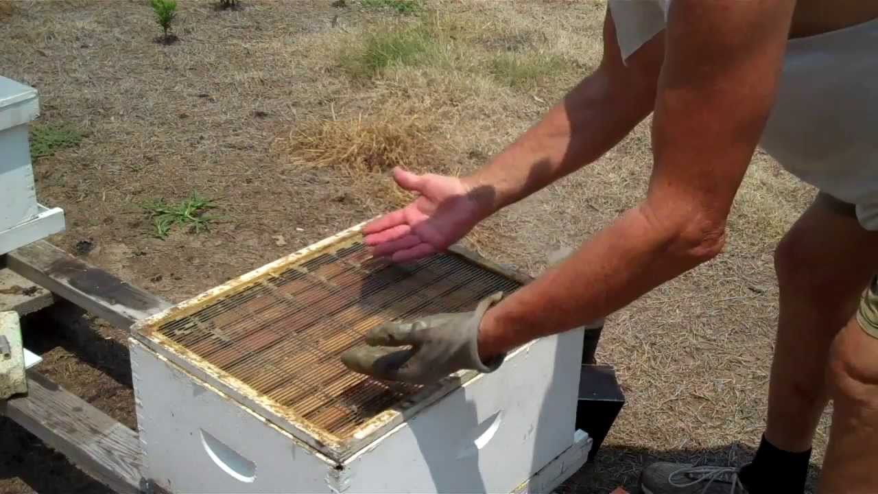 Tips for finding the Queen, Honey Bee Queen