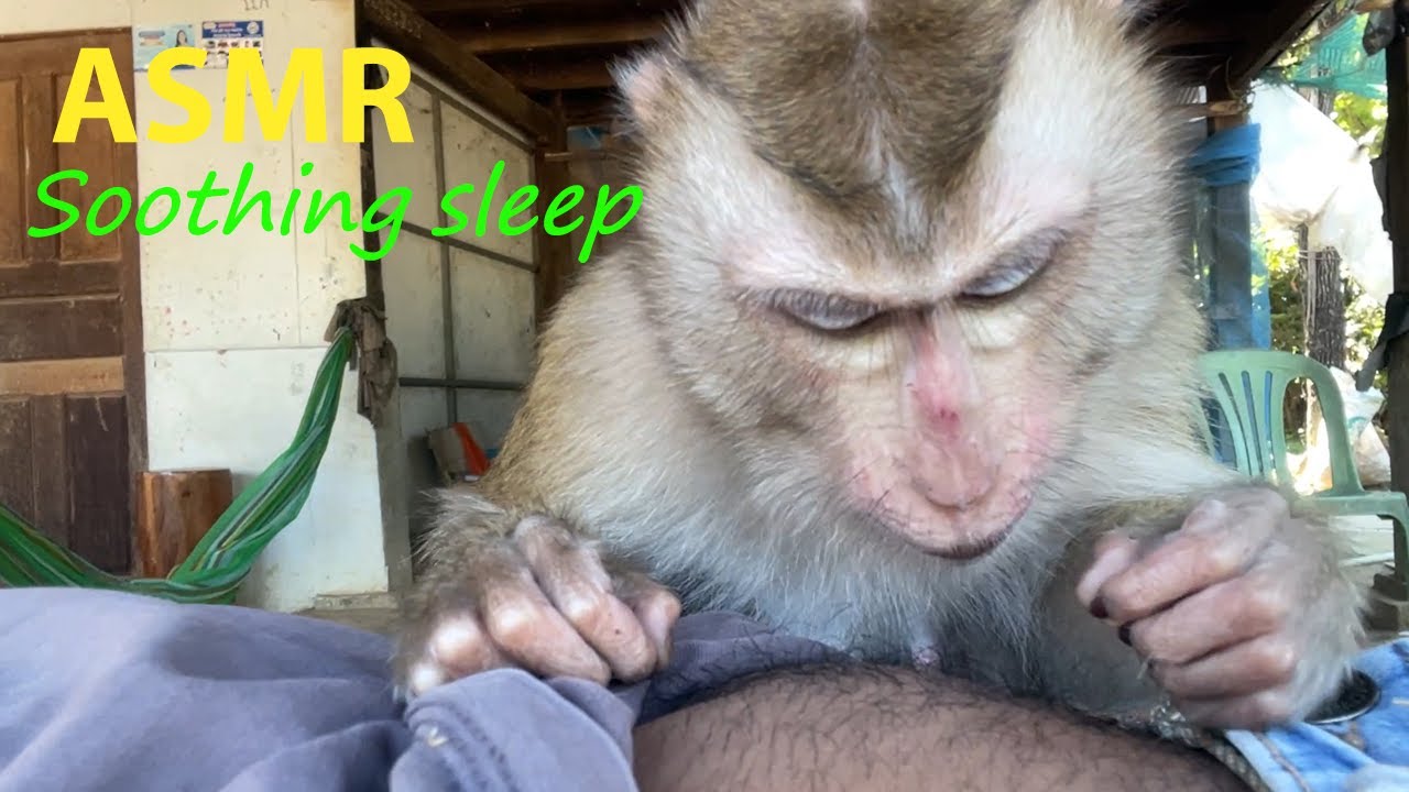 ASMR Soothing Sleep | Adorable Zueii Monkey Grooming Abdominal Hair