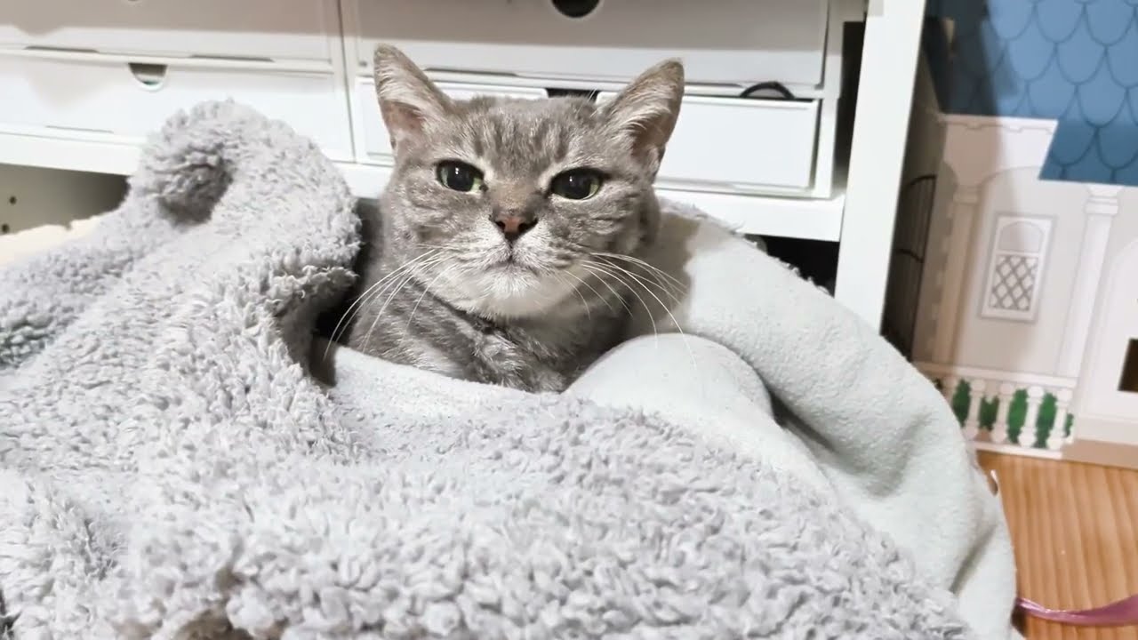 コレで飲むのが癖になっている猫が可愛すぎました⋯