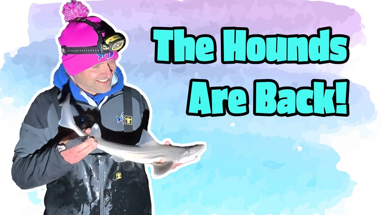 Back on the Hounds! My First Smoothounds This Season