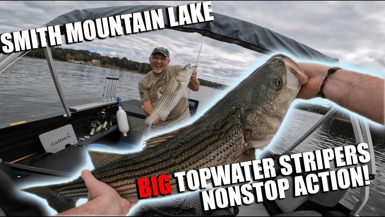 Smith Mountain Lake Top Water Striper Action!