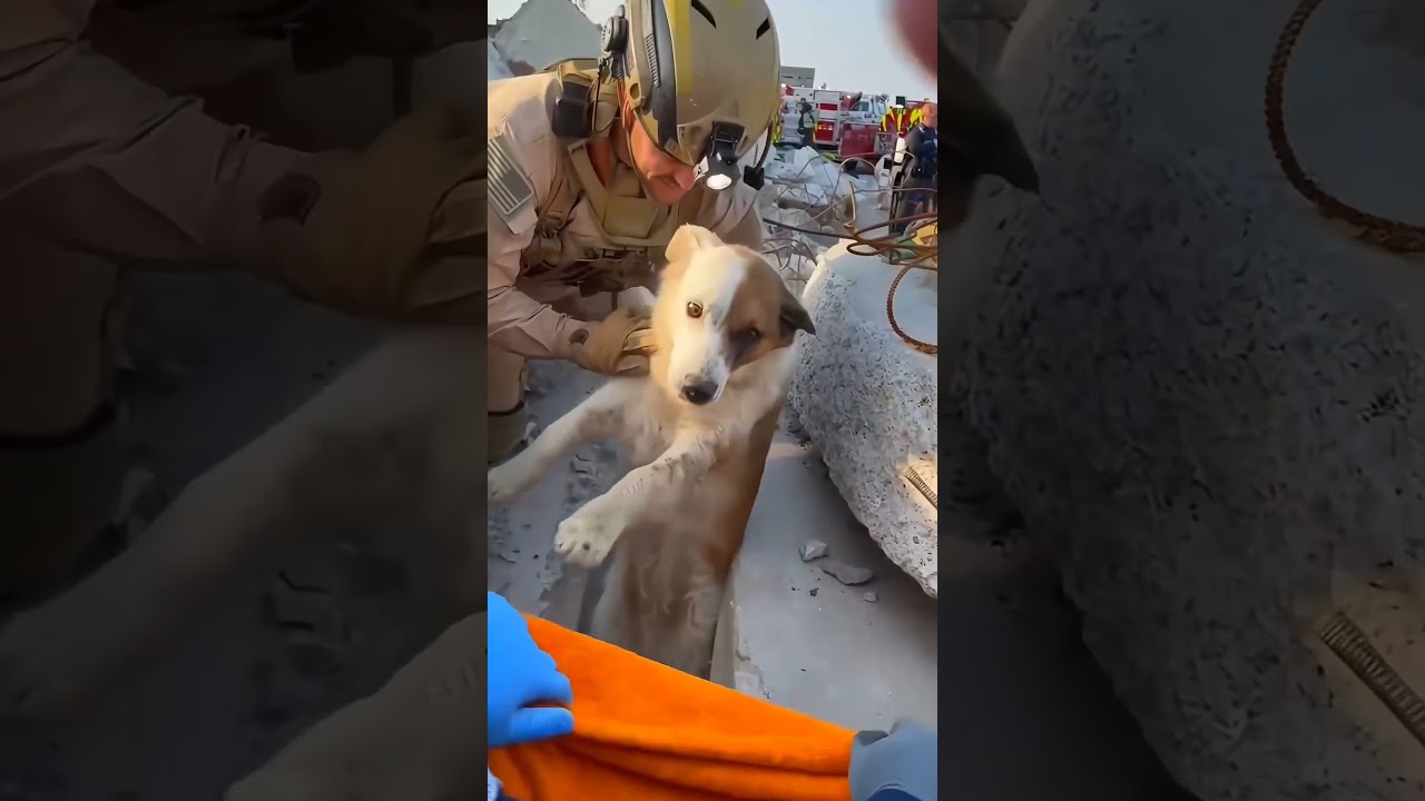 Miracle: Trapped Dog Pulled from the Rubble Alive! Heartwarming Moments | Faith in Humanity Restored