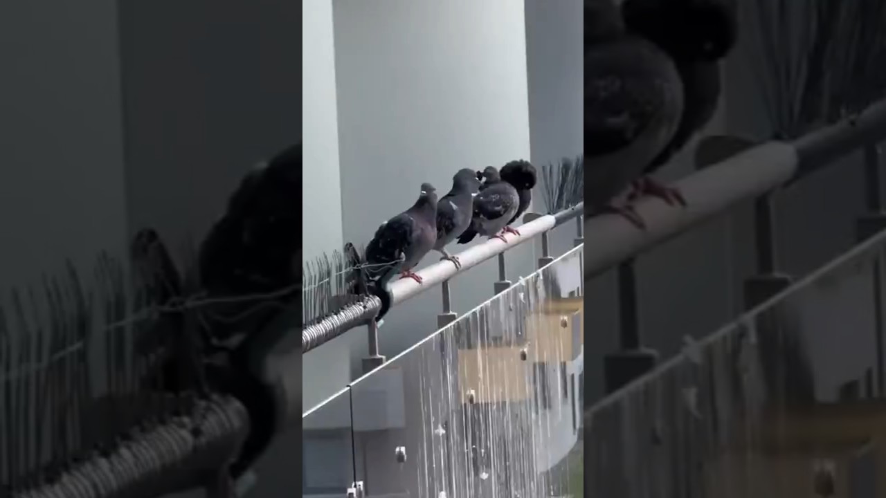 DIY Bird Spikes That Actually Work
