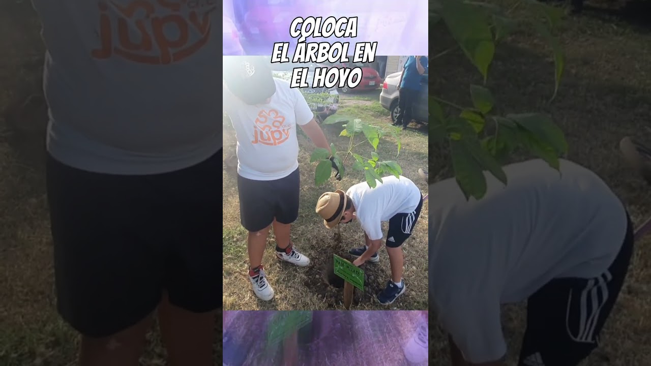Sembrando árbol JUPV