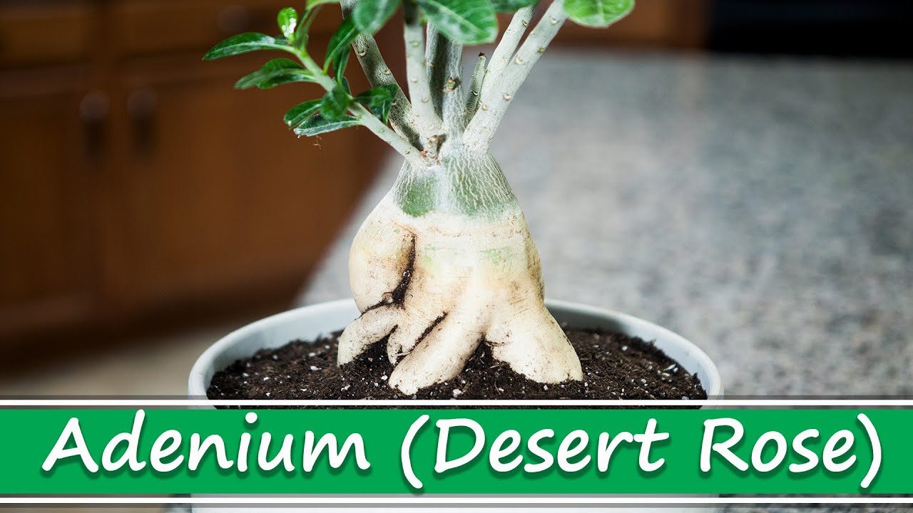How to grow big desert rose caudex (Adenium - Hoa Sứ) Repot and lift root | GreenMangoes