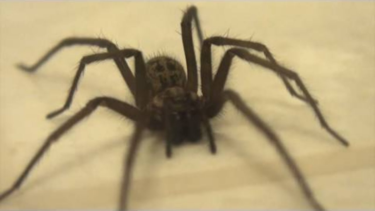 SPIDER IN HOUSE! (Giant House Spider Caught on Camera)