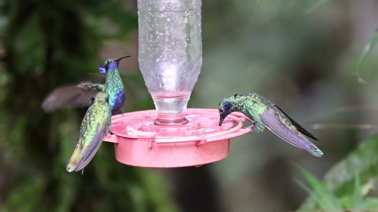 Lesser Violetear with Sparkling Violetears