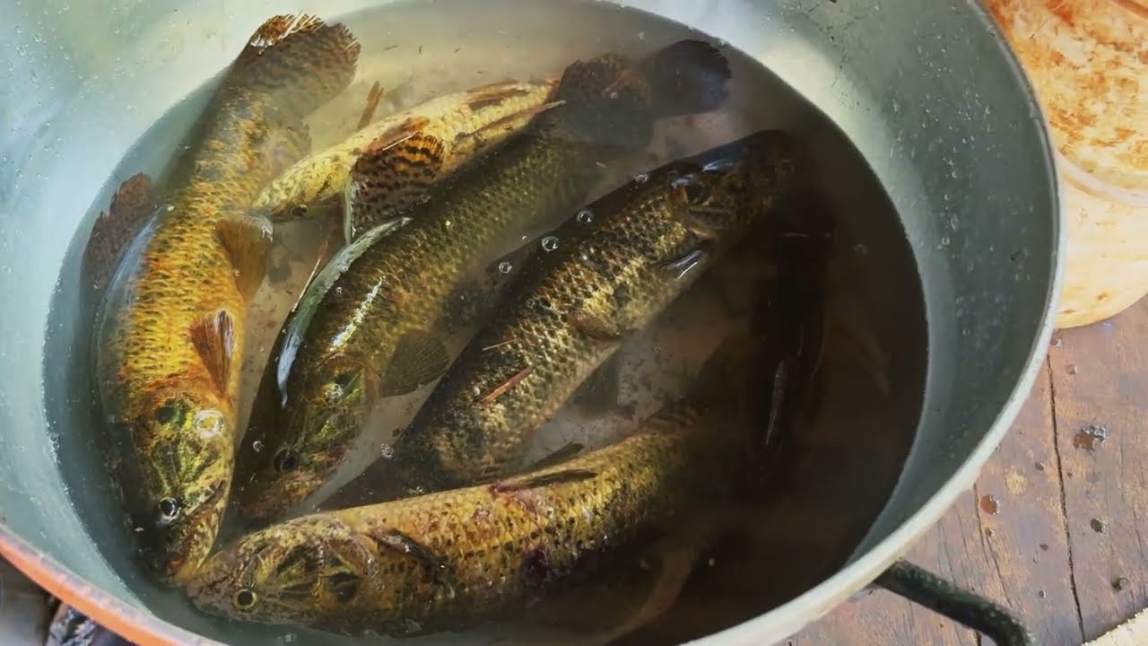PESCA NA LAGOA TIVE QUE SAI AS PRESSAS SUCURI GIGANTE TAVA LA E SALVE A MISTURA!!!