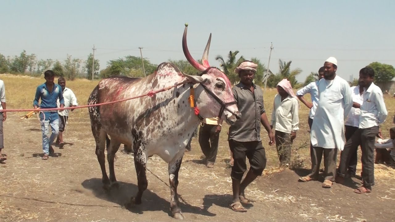 Power of Ingalagi Chincha bulls | Terabandi race | Balapan banteng