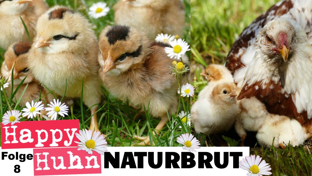 K&uuml;kenaufzucht mit Glucke: Naturbrut bei H&uuml;hnern - Eine Henne und ihre K&uuml;ken versorgen! HAPPY HUHN E8