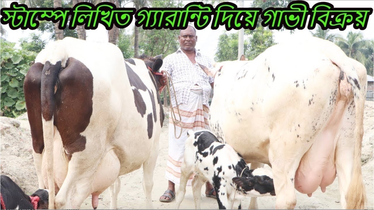 জোড়া গাভীতে লিখিত ৬০ লিটার দুধের গ্যারান্টি, ১ লিটার কম হলে ২০ হাজার জরিমানা হাই কোয়ালিটির গাভী