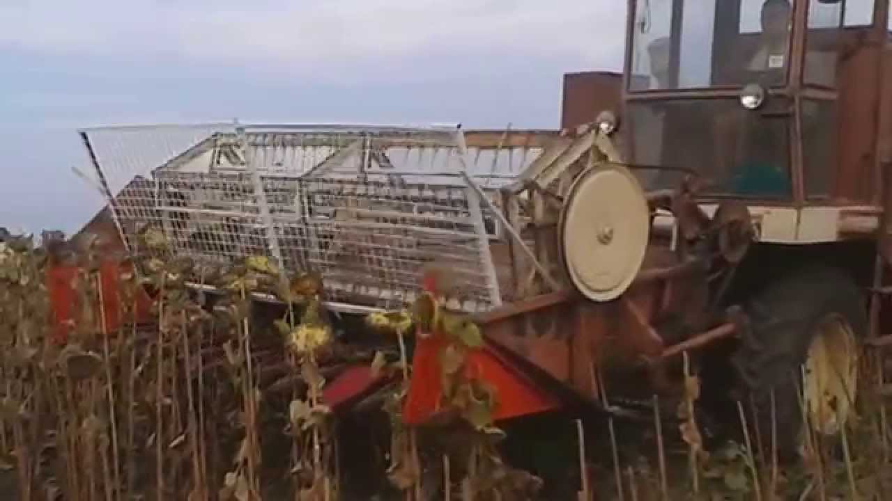 ZMAJ 133 suncokret 2015, majstora pogodila pesma